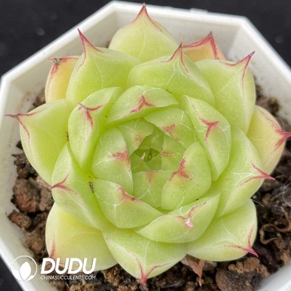 e201-797.jpg Echeveria Vandola - Image 1