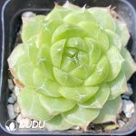 Echeveria Snowflake Plus