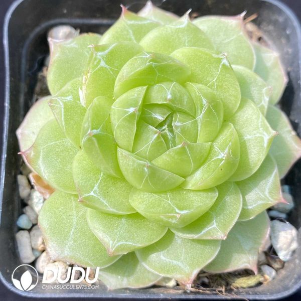 e201-798.jpg Echeveria Snowflake Plus - Image 1