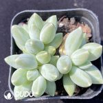 Pachyphytum  Songlu Beauty Clustering