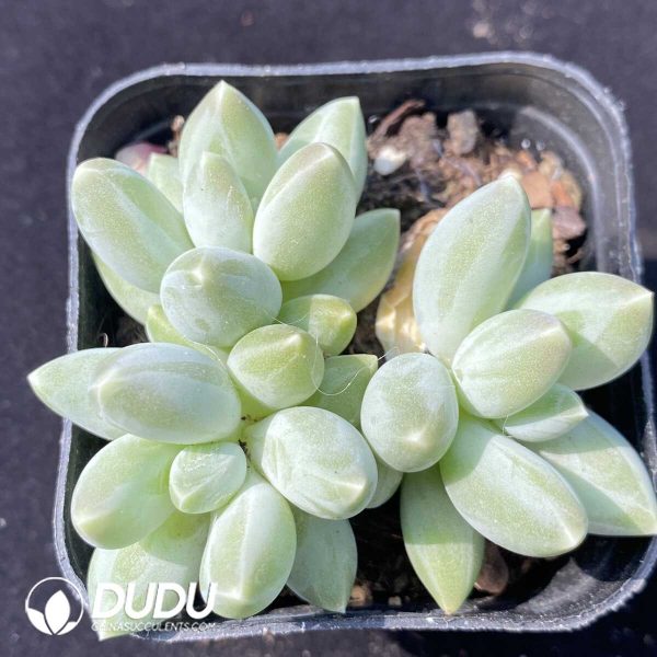 e201-799.jpg Pachyphytum  Songlu Beauty Clustering - Image 1