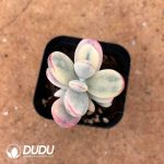 Cotyledon Orbiculata cv Variegated