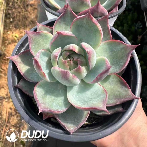 Echeveria Hillary - Image 1