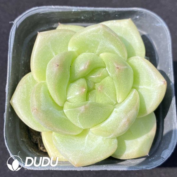 e201-800.jpg Echeveria QingJi - Image 1