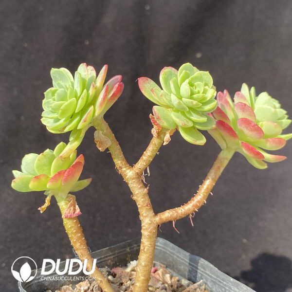 e201-801.jpg Sedum Green Rose - Image 1