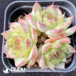 Echeveria Sailor Moon  Clustering