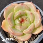 Echeveria Q Orange plus
