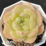 Echeveria M100