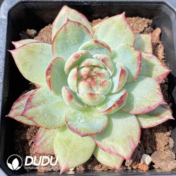 e201-806.jpg Echeveria Agavoides Casio Sliky - Image 1