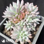 Echeveria Solomon Clustering
