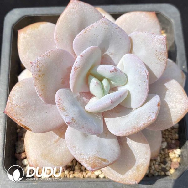 e201-809.jpg Echeveria Milk Tea - Image 1