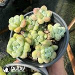 Sedum Clavatum Clustering