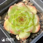 Echeveria Avocado Ice