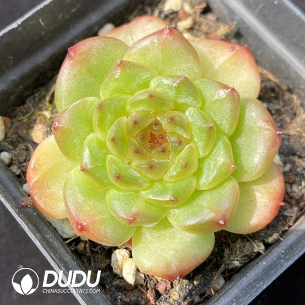 e201-810.jpg Echeveria Avocado Ice - Image 1