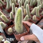 Cleistocactus-winteri.Monkey Tail Cactus Var