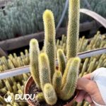 Cleistocactus winteri variegated cluster