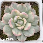 Echeveria Strawberry Cake Variegated