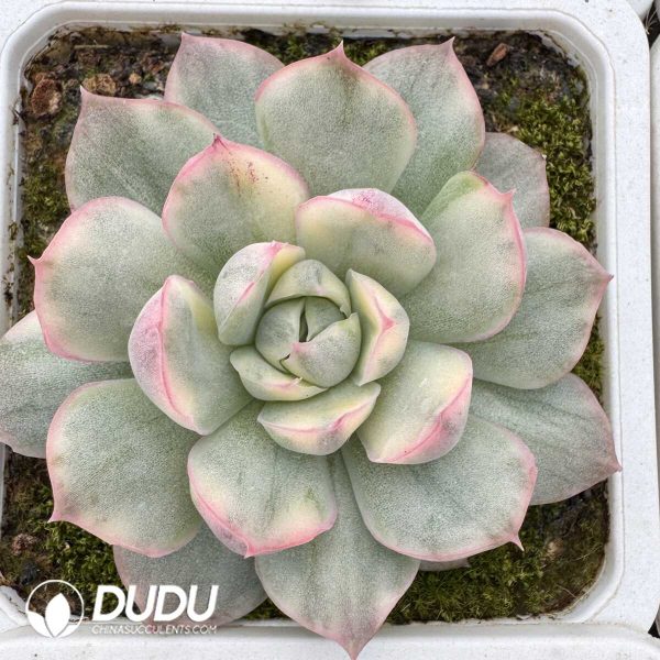 e201-813.jpg Echeveria Strawberry Cake Variegated - Image 1