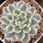 Echeveria Chihuahuaensis Variegated