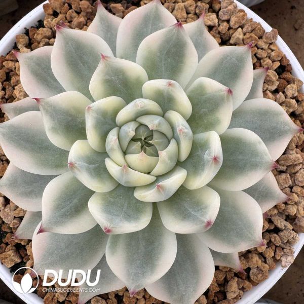 e201-814.jpg Echeveria Chihuahuaensis Variegated - Image 1