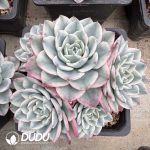 Echeveria Creamy Peach Variegated Clustering