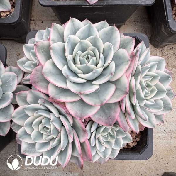 e201-815.jpg Echeveria Creamy Peach Variegated Clustering - Image 1