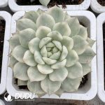 Echeveria TP Variegated