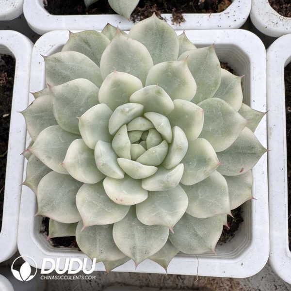 e201-816.jpg Echeveria TP Variegated - Image 1