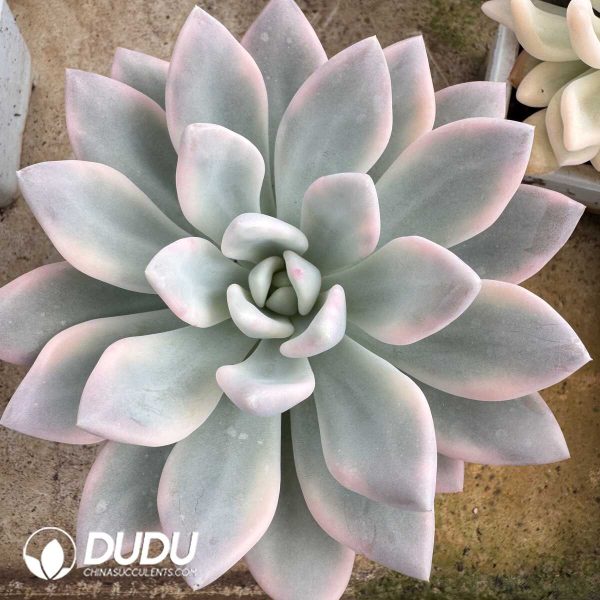 e201-817.jpg Graptoveria Opalina Variegated - Image 1