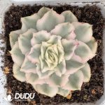 Echeveria Purple Butterfly Variegated