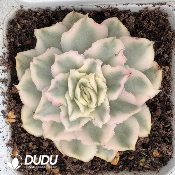 e201-818.jpg Echeveria Purple Butterfly Variegated - Image 1