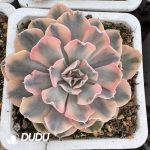 Echeveria liberia Variegated