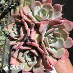 Echeveria Laulensis Clustering