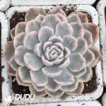 Echeveria Snow Ball Variegated