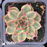 Echeveria peach variegated