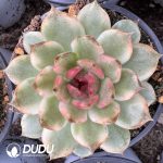 Echeveria Black Crystal Variegated