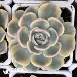 Echeveria Hamburger Variegated