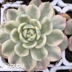 Echeveria Korean Crystal Variegated