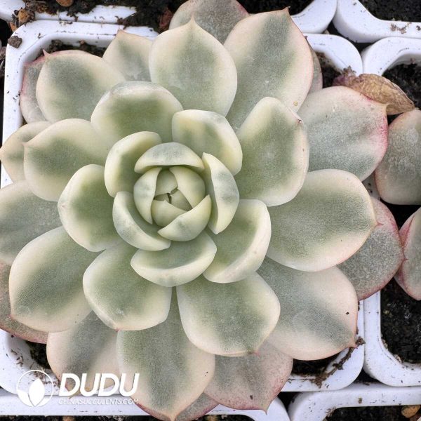 e201-825.jpg Echeveria Korean Crystal Variegated - Image 1