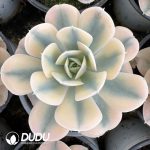 Echeveria Runyonii Variegated