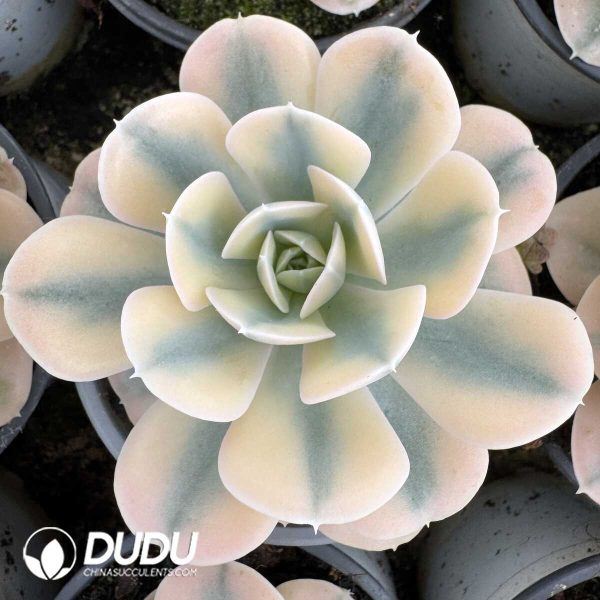 e201-826.jpg Echeveria Runyonii Variegated - Image 1