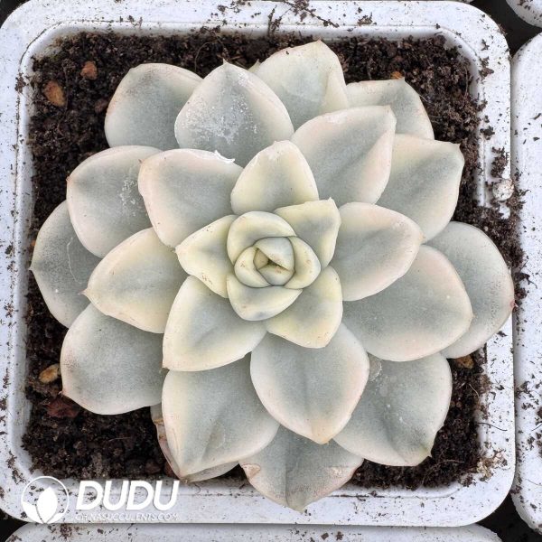 e201-828.jpg Echeveria Snow Mandarin Duck Variegated - Image 1