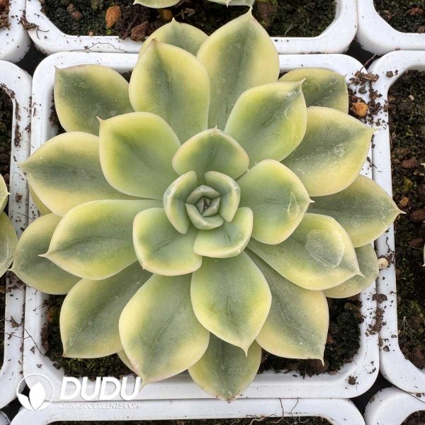 e201-829.jpg Echeveria Matcha Bodhi Variegated - Image 1