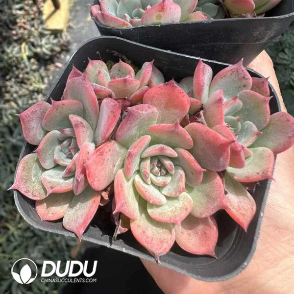 Echeveria Laulensis Clustering - Image 1