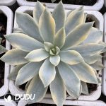 Echeveria Son Of Sun Variegated