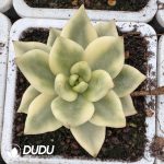 Echeveria Pine Of Blessing Variegated