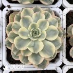 Echeveria Nana Little Hook Variegated