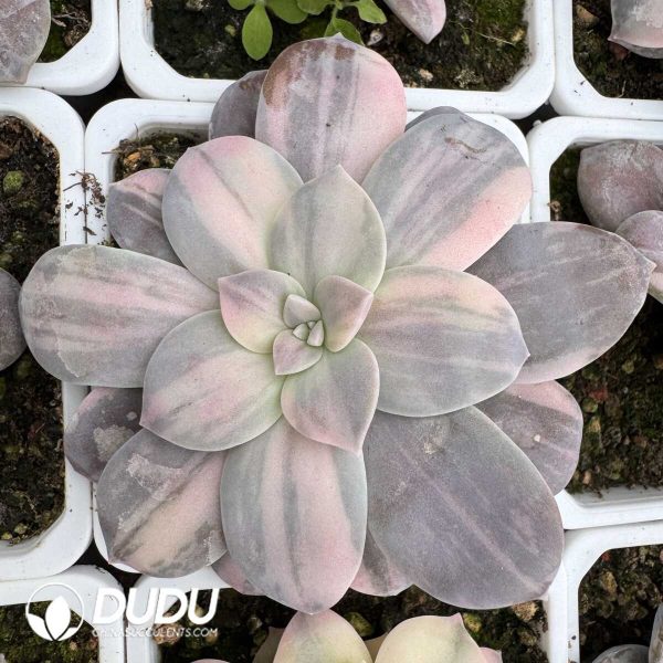 e201-835.jpg Graptopetalum Superbum Variegated - Image 1
