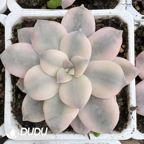 e201-836.jpg Graptopetalum Superbum Marginata Variegated - Image 1