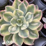 Echeveria Rain Drops Variegated